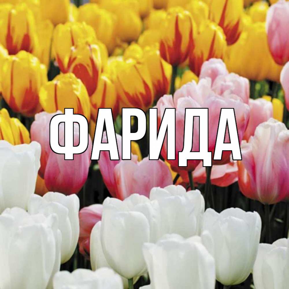 Открытка на каждый день с именем, Фарида Главная разноцветные цветы Прикольная открытка с пожеланием онлайн скачать бесплатно 