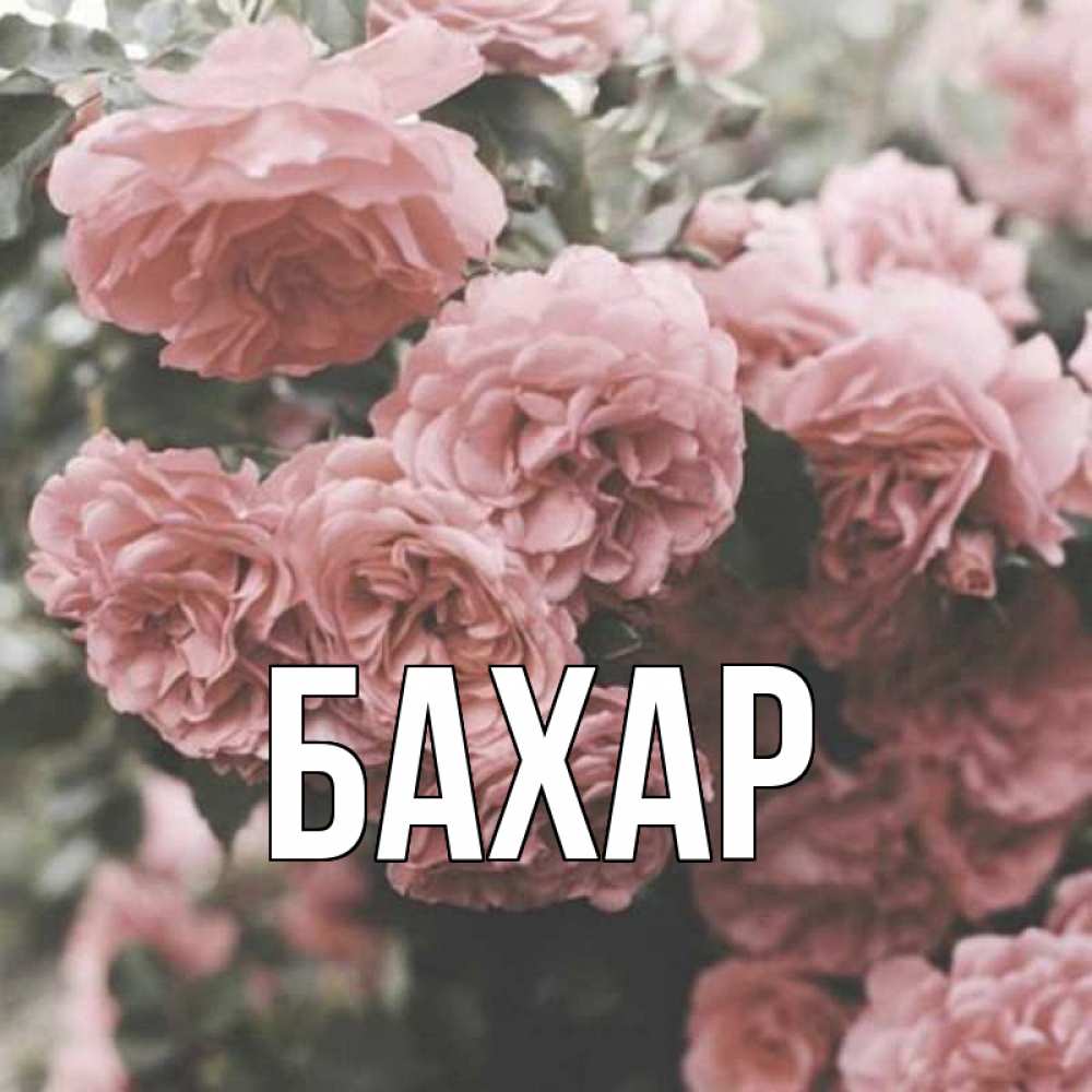 Открытка на каждый день с именем, Бахар Главная розы 3 Прикольная открытка с пожеланием онлайн скачать бесплатно 