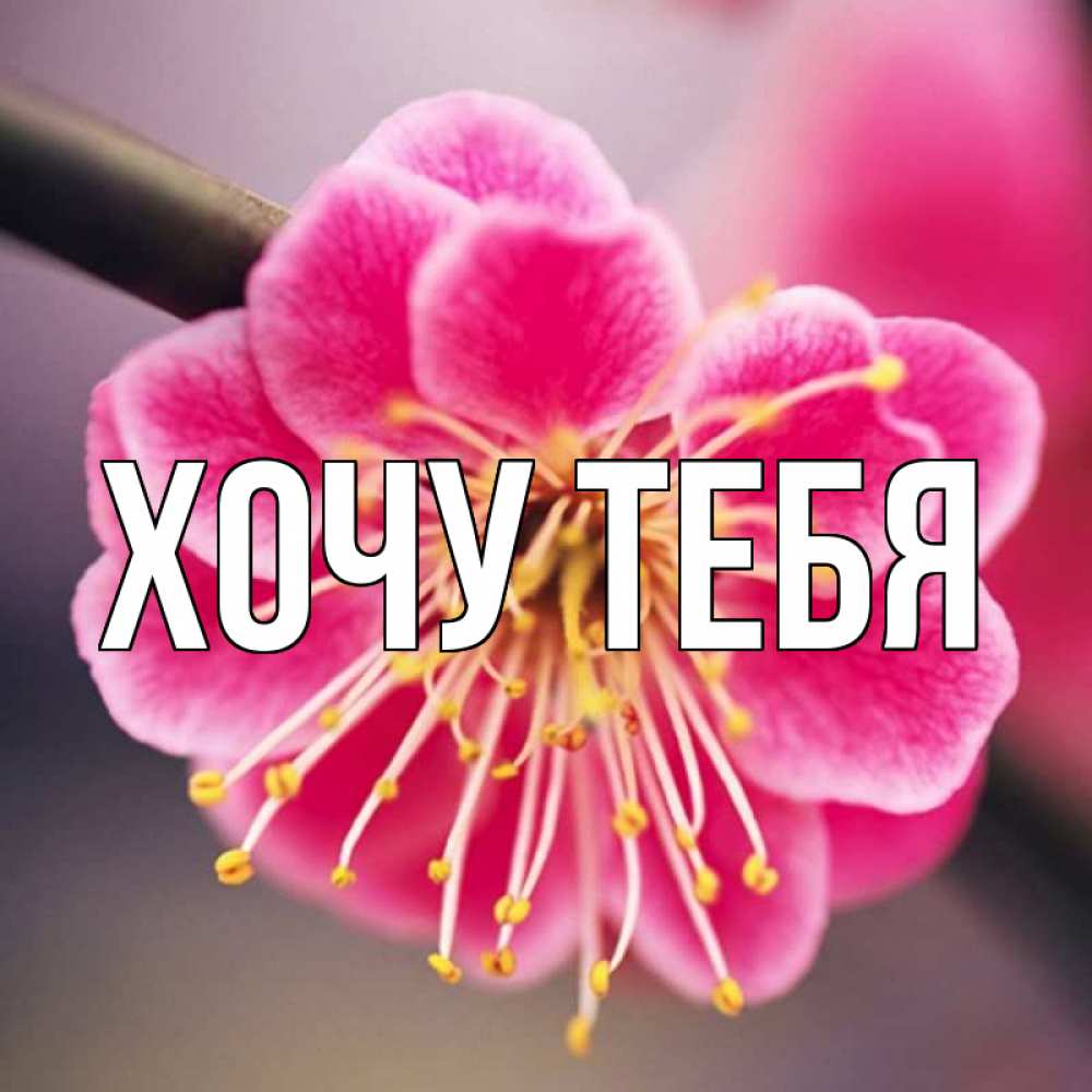 Открытка на каждый день с именем, Хочу-тебя Главная цветы Прикольная открытка с пожеланием онлайн скачать бесплатно 