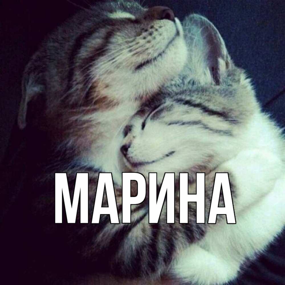 Открытка на каждый день с именем, Марина Главная полосатики Прикольная открытка с пожеланием онлайн скачать бесплатно 