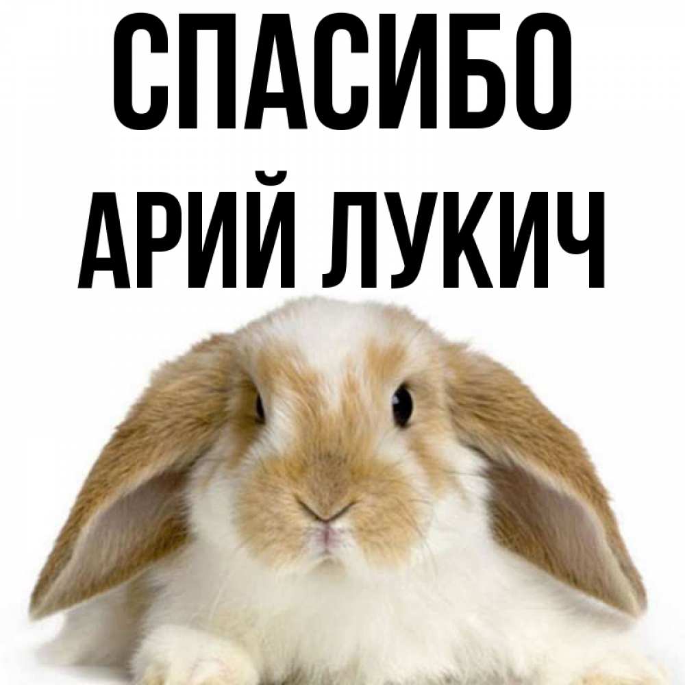 Спасибо Заяц
