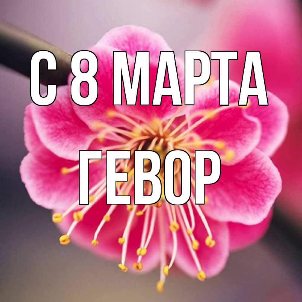 Открытка на каждый день с именем, Гевор С 8 МАРТА цветы Прикольная открытка с пожеланием онлайн скачать бесплатно 