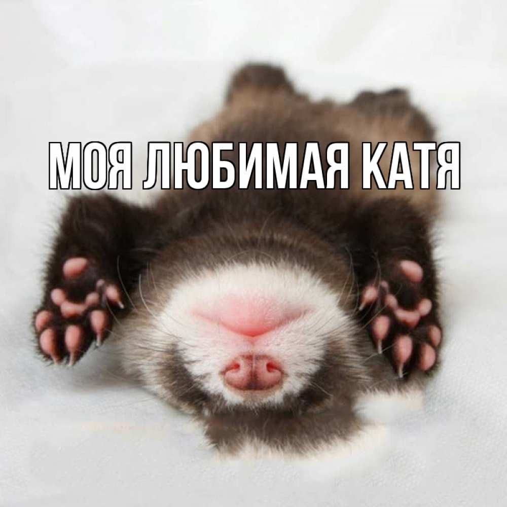 Открытка на каждый день с именем, Моя-любимая-Катя Главная зверек Прикольная открытка с пожеланием онлайн скачать бесплатно 