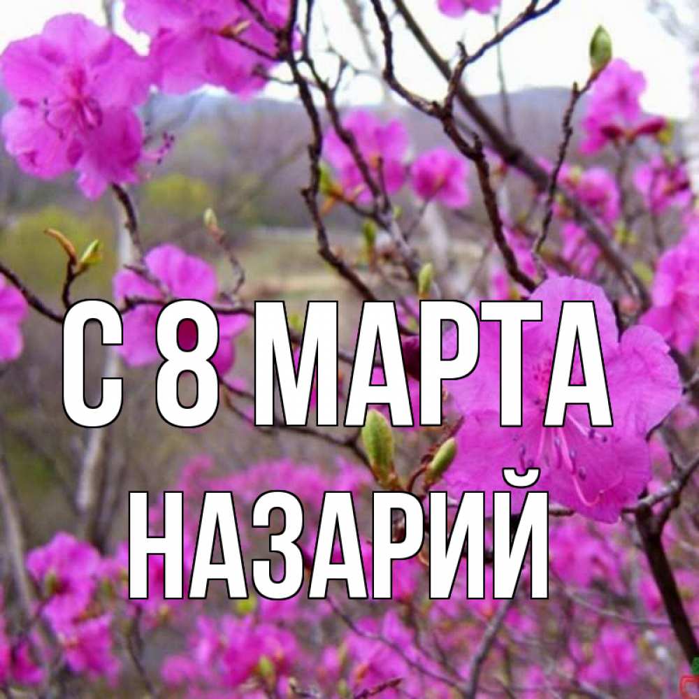 Открытка на каждый день с именем, Назарий С 8 марта международный женский день Прикольная открытка с пожеланием онлайн скачать бесплатно 