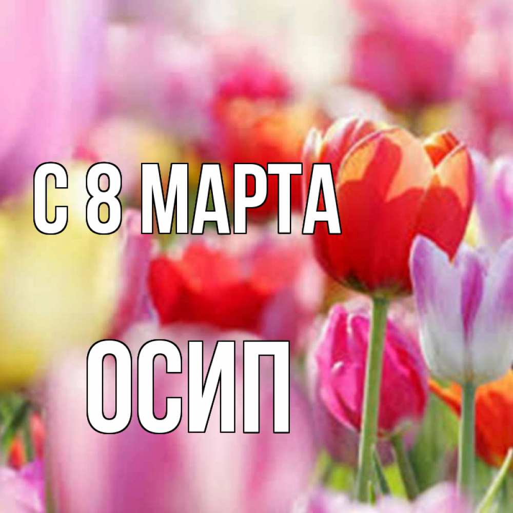 Открытка на каждый день с именем, Осип С 8 МАРТА на международный женский день 2 Прикольная открытка с пожеланием онлайн скачать бесплатно 