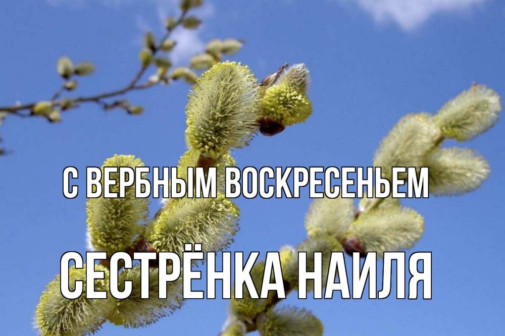 Открытка на каждый день с именем, Сестрёнка-Наиля С вербным воскресеньем верба Прикольная открытка с пожеланием онлайн скачать бесплатно 