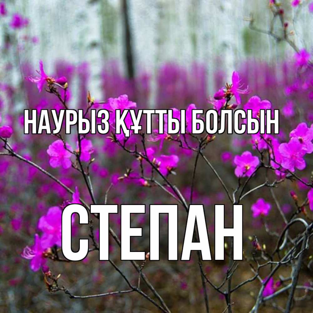 Открытка на каждый день с именем, Степан Наурыз құтты болсын дикие цветы Прикольная открытка с пожеланием онлайн скачать бесплатно 