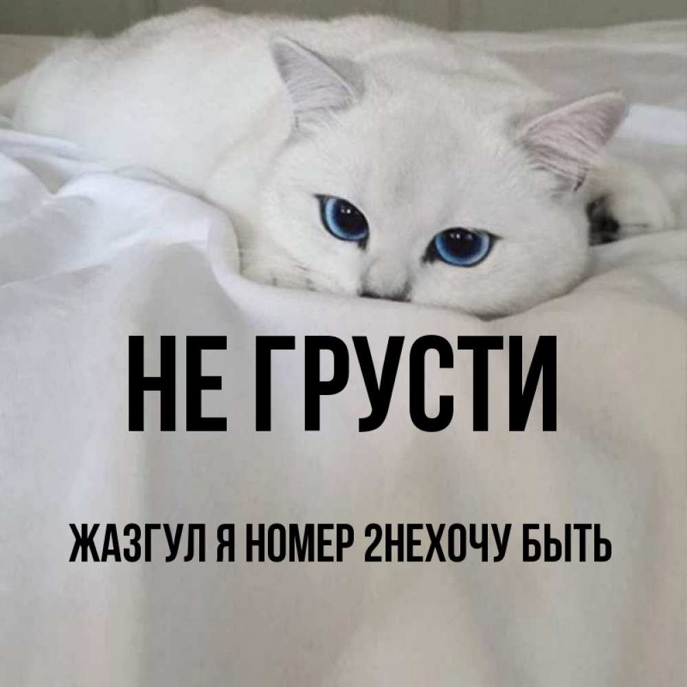 Котик не грусти картинки