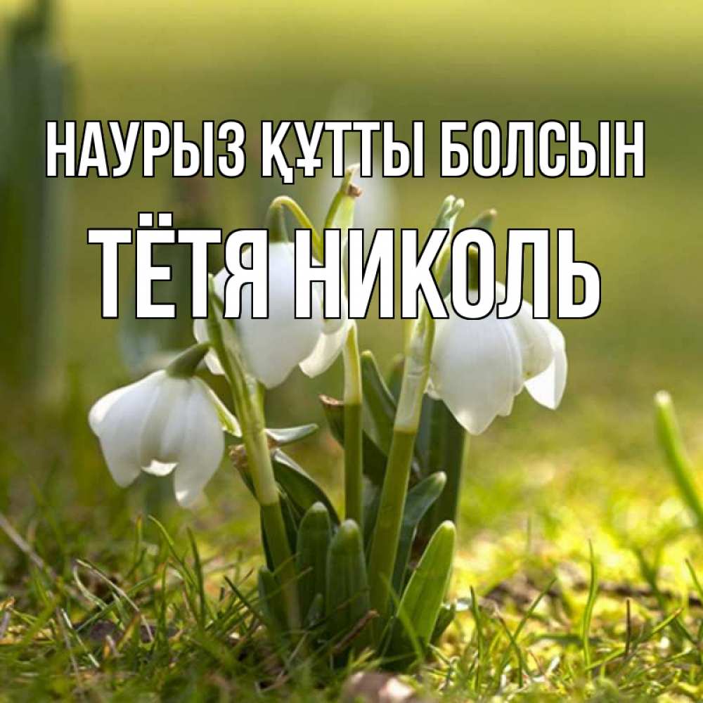 Открытка на каждый день с именем, Тётя-Николь Наурыз құтты болсын ранние цветы 2 Прикольная открытка с пожеланием онлайн скачать бесплатно 