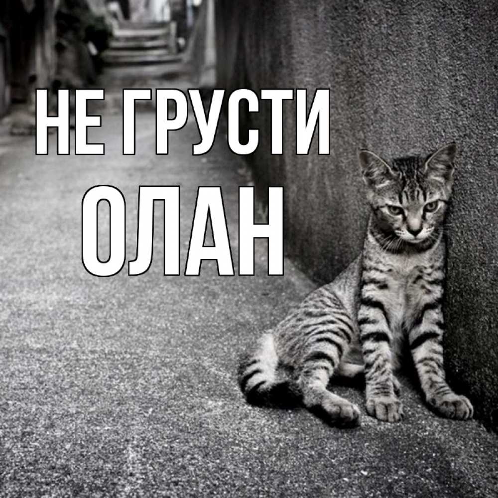 Открытка на каждый день с именем, Олан Не грусти скучающий котик Прикольная открытка с пожеланием онлайн скачать бесплатно 