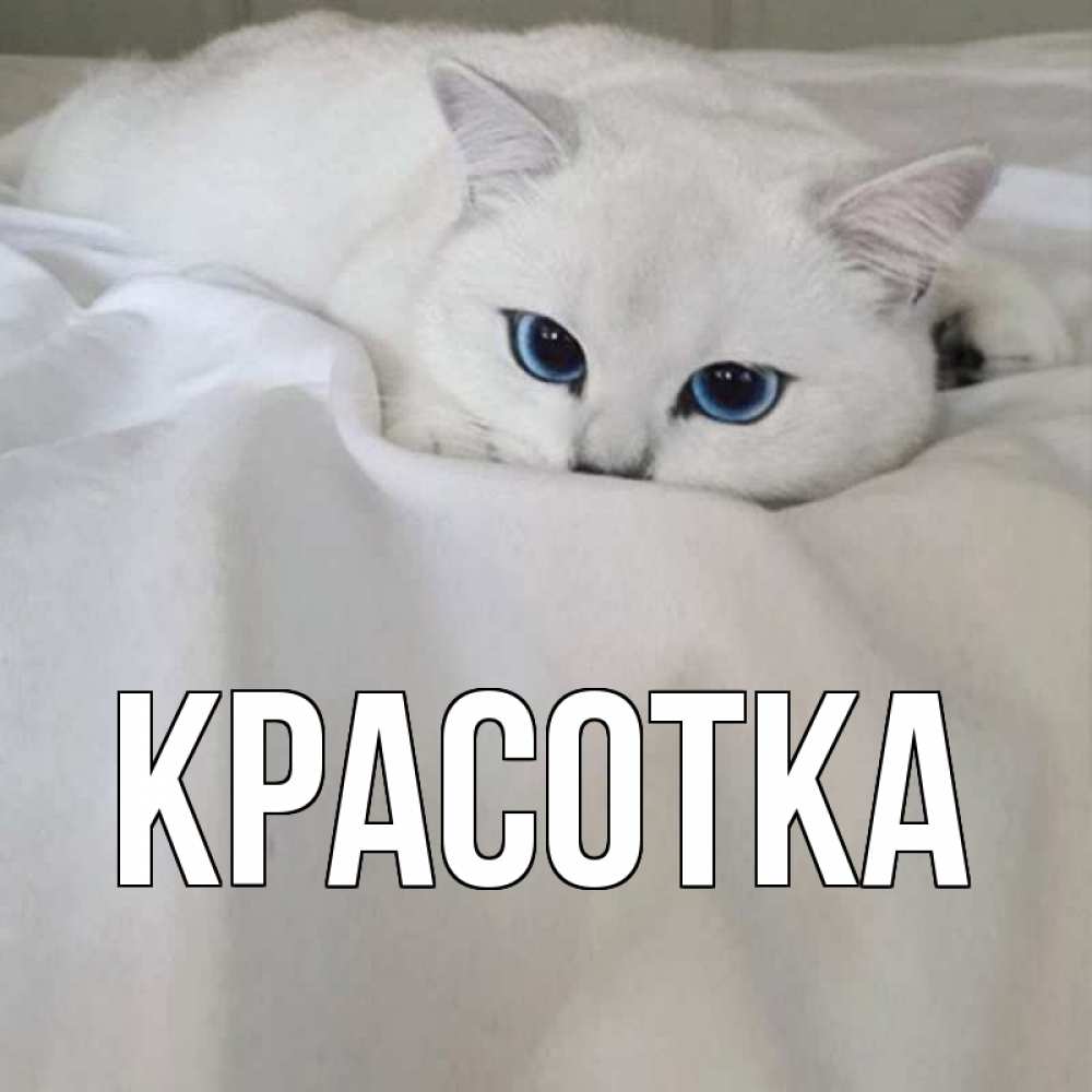 Открытка на каждый день с именем, красотка Главная белый кот с голубыми глазами на белоснежной кровати Прикольная открытка с пожеланием онлайн скачать бесплатно 