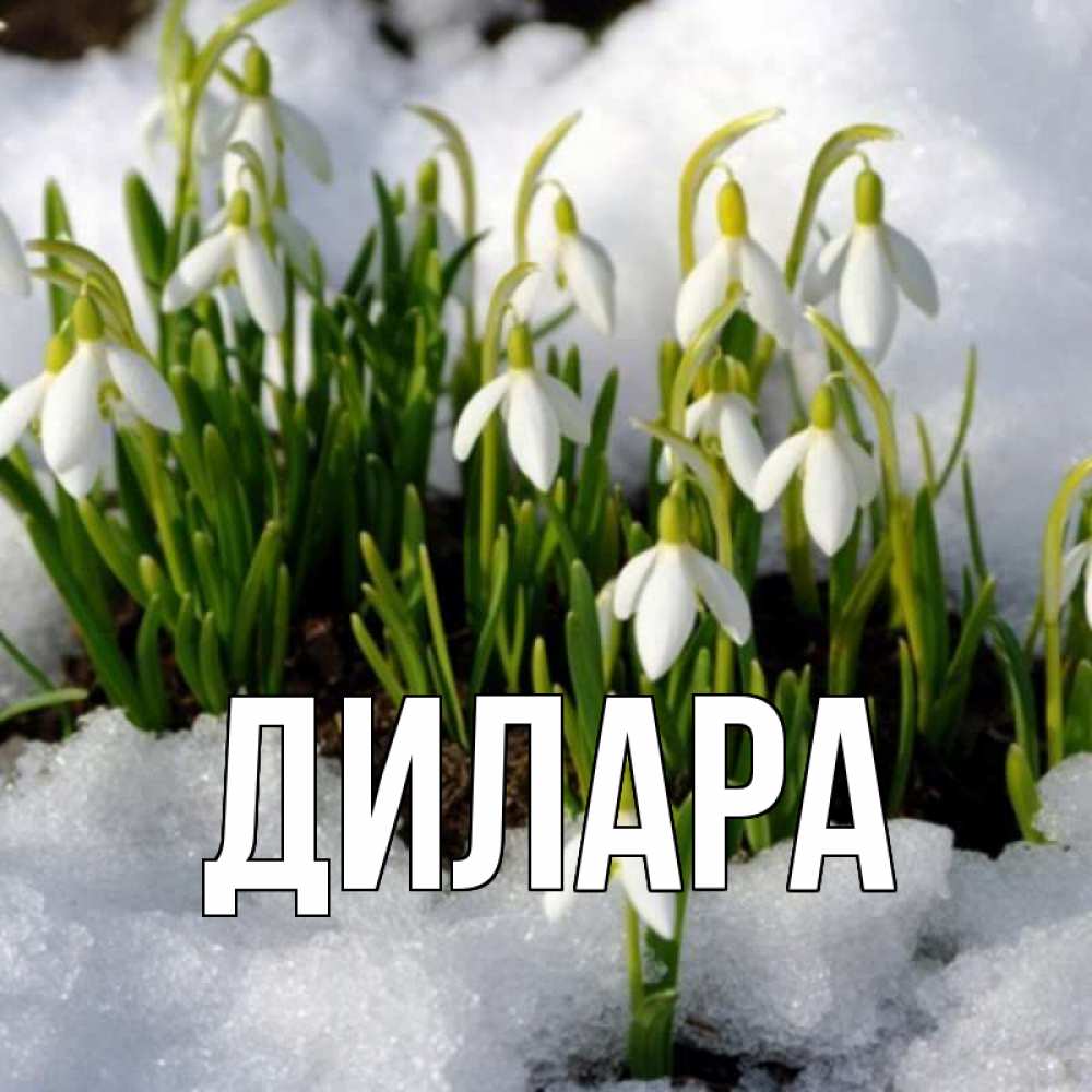 Открытка на каждый день с именем, Дилара Главная цветы весенние Прикольная открытка с пожеланием онлайн скачать бесплатно 