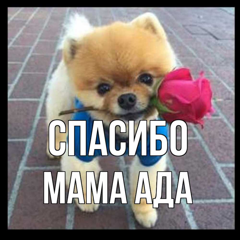 Открытка на каждый день с именем, Мама-Ада Спасибо спасибо и дарю тебе цветок Прикольная открытка с пожеланием онлайн скачать бесплатно 
