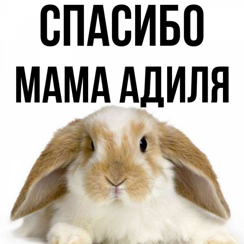 Открытка на каждый день с именем, Мама-Адиля Спасибо коричнево белый заяц Прикольная открытка с пожеланием онлайн скачать бесплатно 