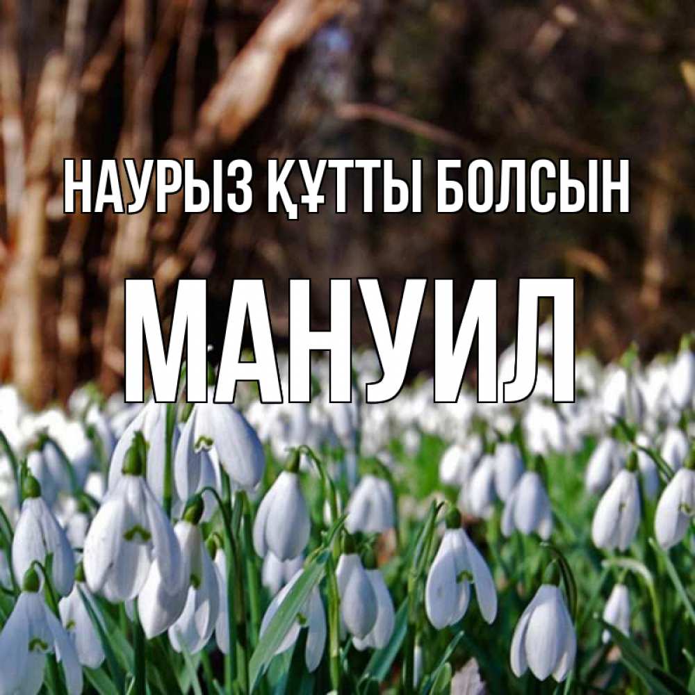 Открытка на каждый день с именем, Мануил Наурыз құтты болсын с подснежниками 1 Прикольная открытка с пожеланием онлайн скачать бесплатно 