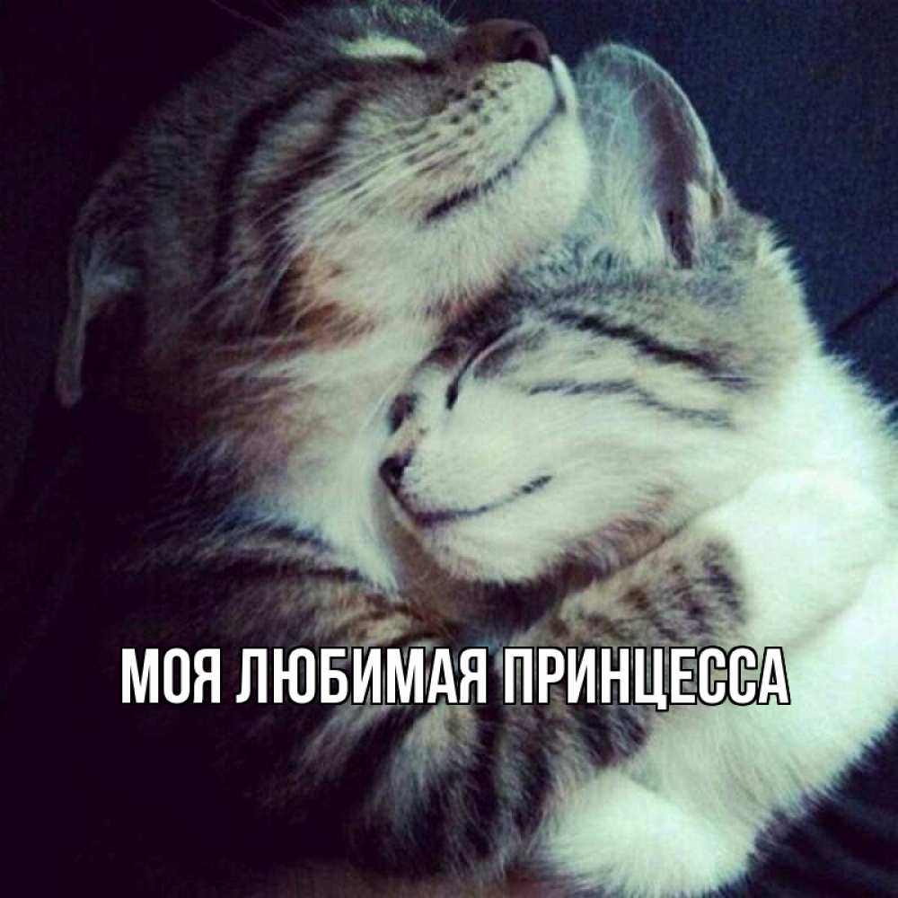 Открытка на каждый день с именем, Моя-Любимая-Принцесса Главная полосатики Прикольная открытка с пожеланием онлайн скачать бесплатно 