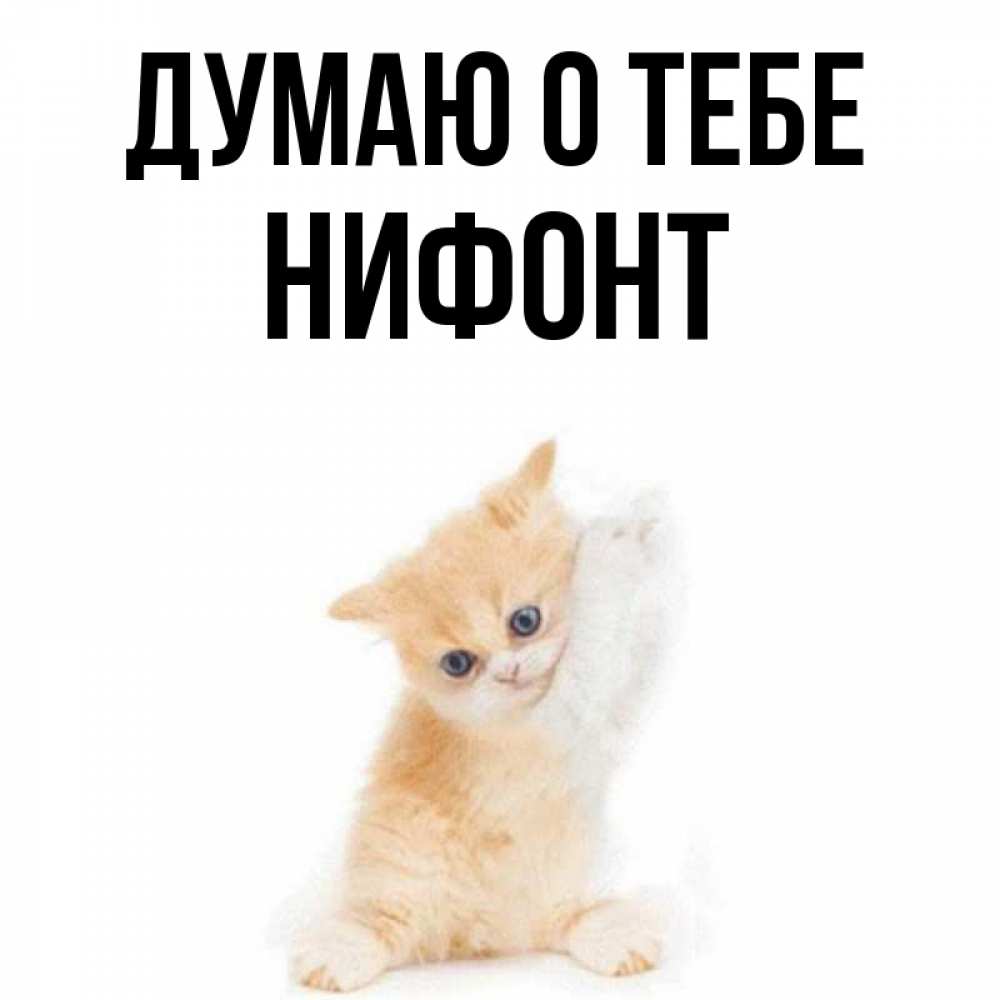 Открытка на каждый день с именем, Нифонт Думаю о тебе зверушки и милота Прикольная открытка с пожеланием онлайн скачать бесплатно 