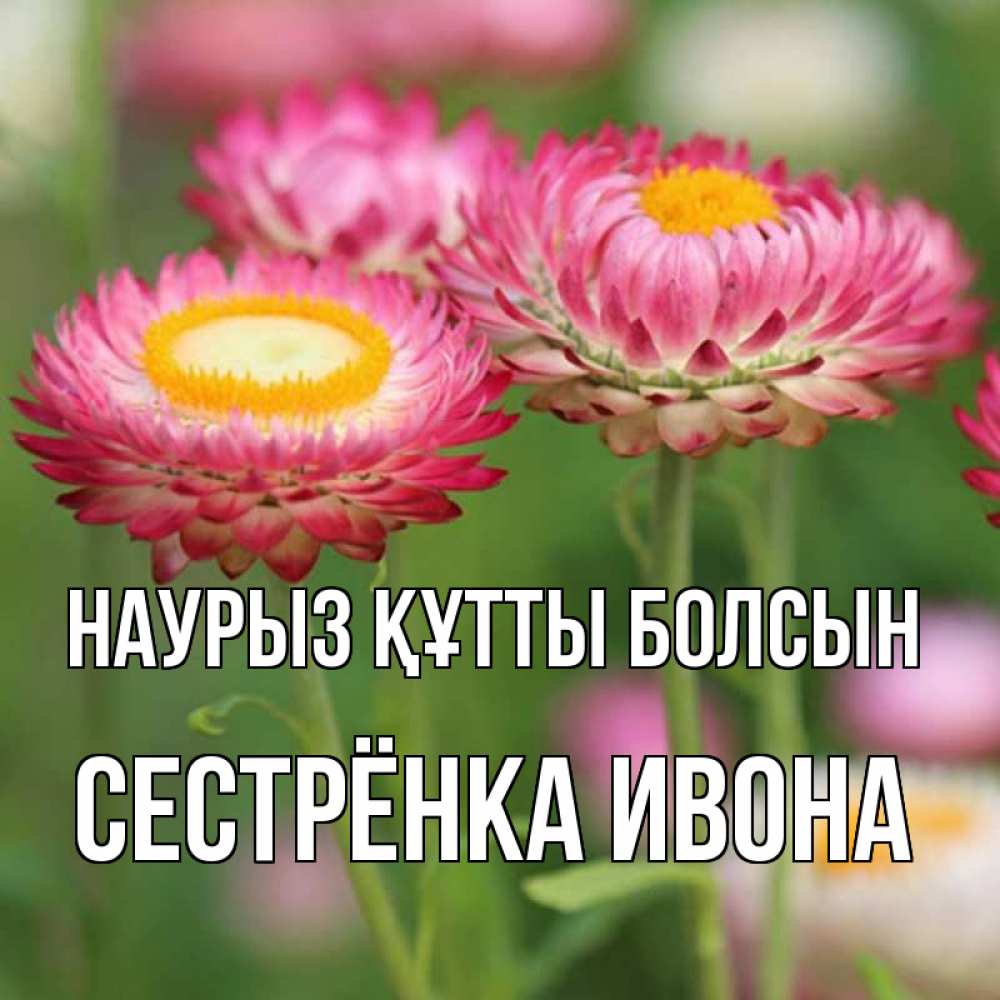 Открытка на каждый день с именем, Сестрёнка-Ивона Наурыз құтты болсын подарок на международный женский день Прикольная открытка с пожеланием онлайн скачать бесплатно 