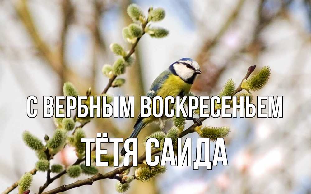 Открытка на каждый день с именем, Тётя-Саида С вербным воскресеньем верба Прикольная открытка с пожеланием онлайн скачать бесплатно 