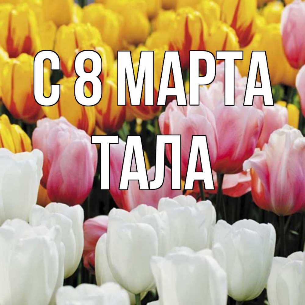 Открытка на каждый день с именем, Тала С 8 МАРТА разноцветные цветы Прикольная открытка с пожеланием онлайн скачать бесплатно 