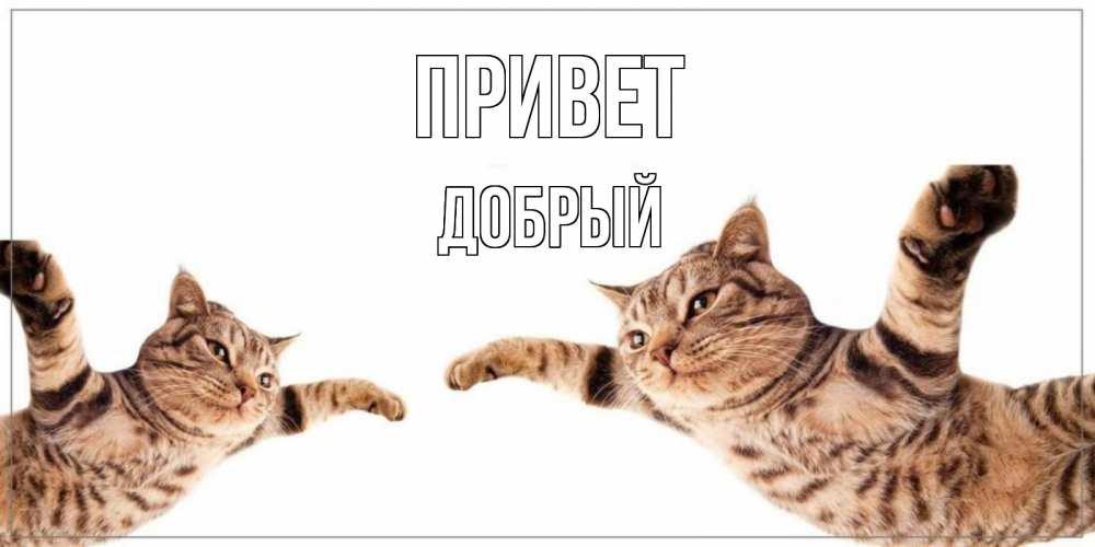 Открытка на каждый день с именем, Добрый Привет кот Прикольная открытка с пожеланием онлайн скачать бесплатно 