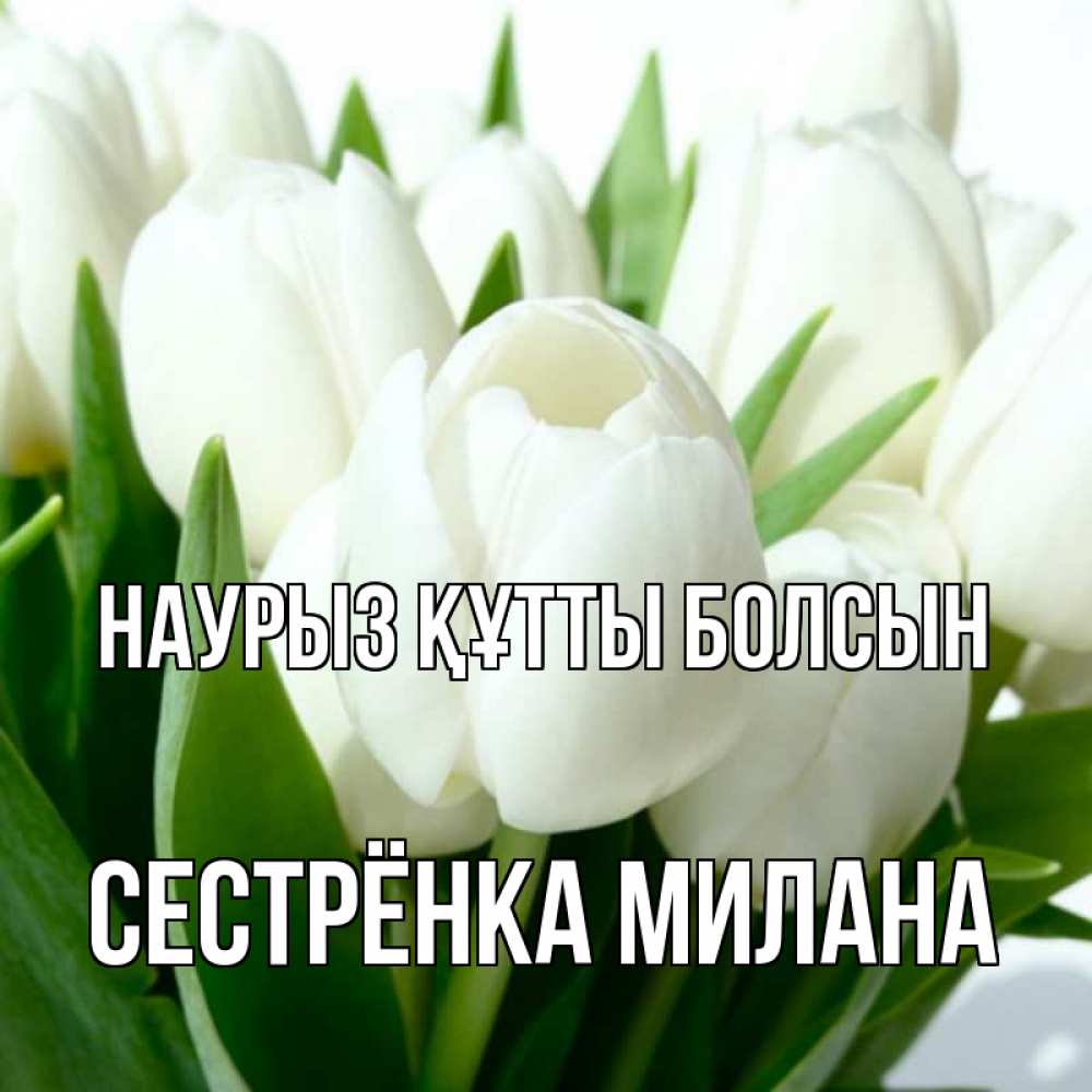 Открытка на каждый день с именем, Сестрёнка-Милана Наурыз құтты болсын цветы Прикольная открытка с пожеланием онлайн скачать бесплатно 
