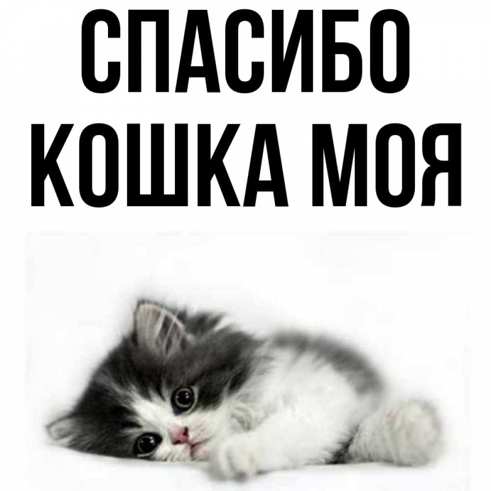 Картинка кошка спасибо