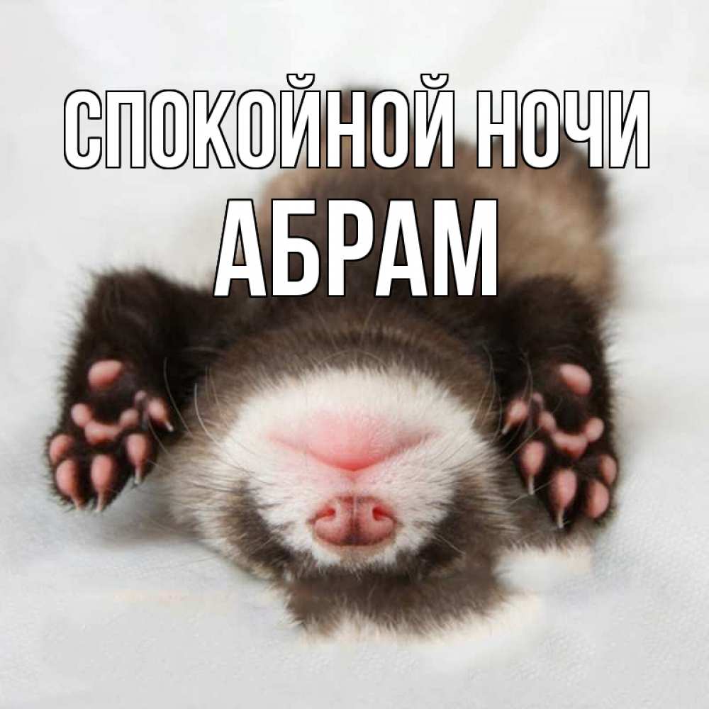 Открытка на каждый день с именем, Абрам Спокойной ночи зверек Прикольная открытка с пожеланием онлайн скачать бесплатно 
