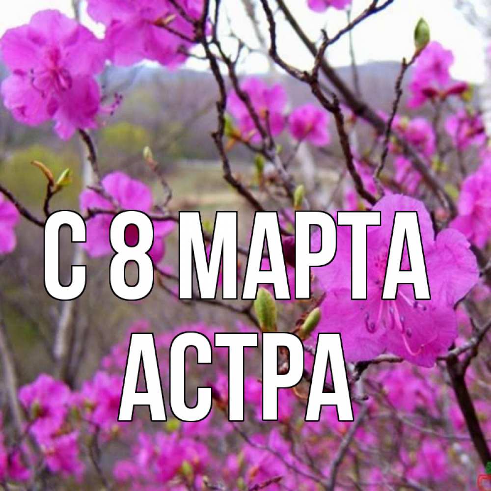 Открытка на каждый день с именем, Астра С 8 МАРТА международный женский день Прикольная открытка с пожеланием онлайн скачать бесплатно 
