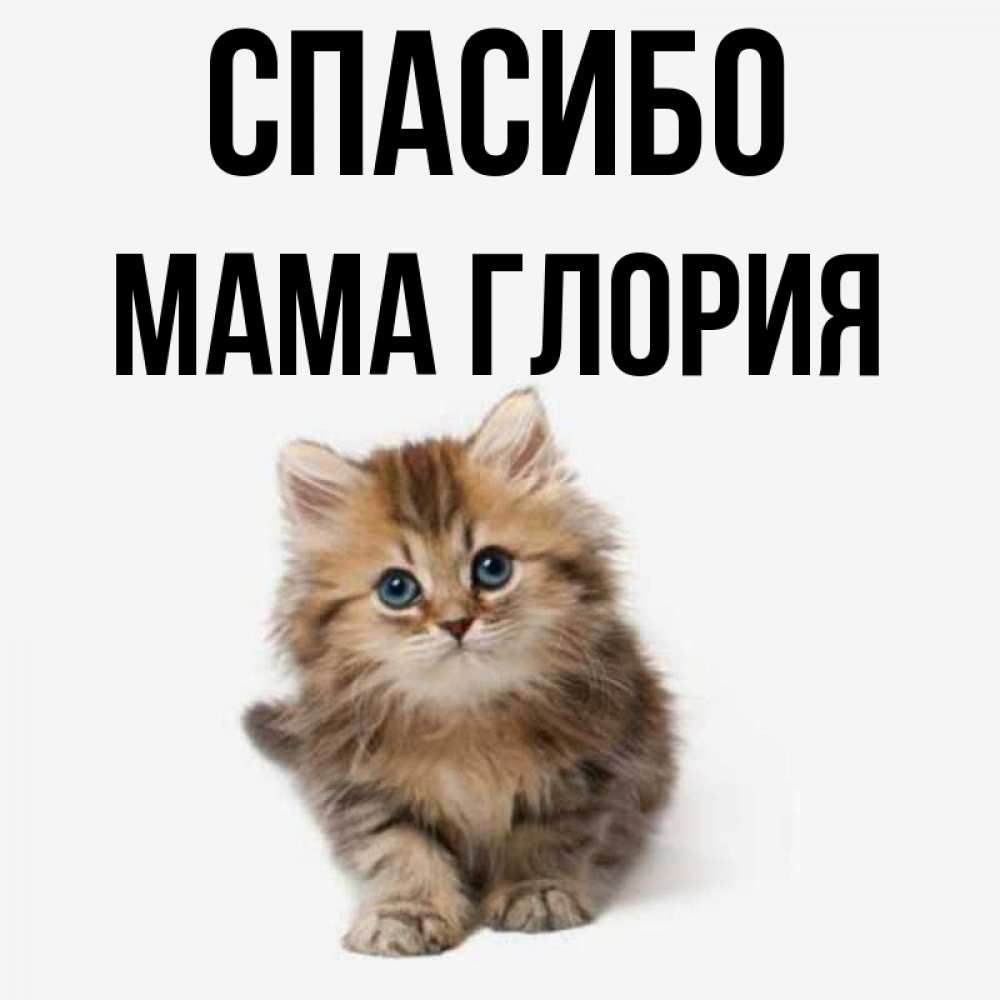 Открытка на каждый день с именем, Мама-Глория Спасибо пушистый котик Прикольная открытка с пожеланием онлайн скачать бесплатно 