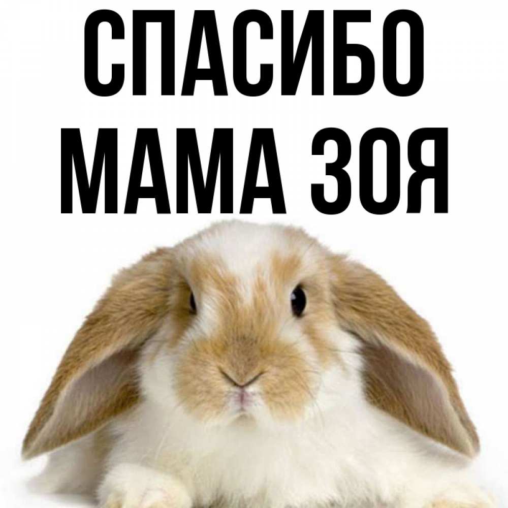 Открытка на каждый день с именем, Мама-Зоя Спасибо коричнево белый заяц Прикольная открытка с пожеланием онлайн скачать бесплатно 
