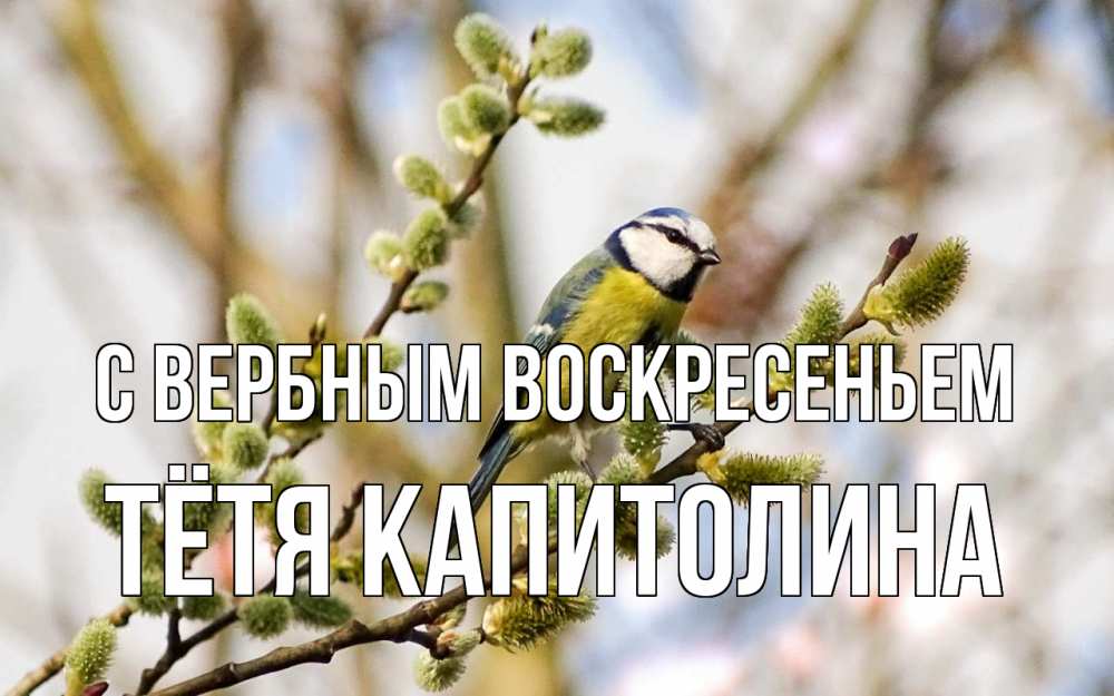 Открытка на каждый день с именем, Тётя-Капитолина С вербным воскресеньем верба Прикольная открытка с пожеланием онлайн скачать бесплатно 