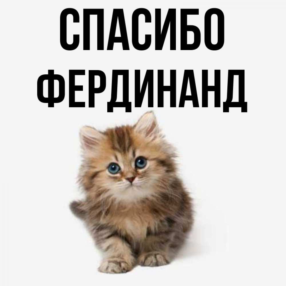 Открытка на каждый день с именем, Фердинанд Спасибо пушистый котик Прикольная открытка с пожеланием онлайн скачать бесплатно 