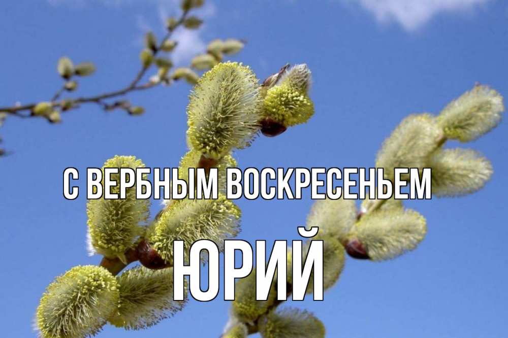 Открытка на каждый день с именем, Юрий С вербным воскресеньем верба Прикольная открытка с пожеланием онлайн скачать бесплатно 