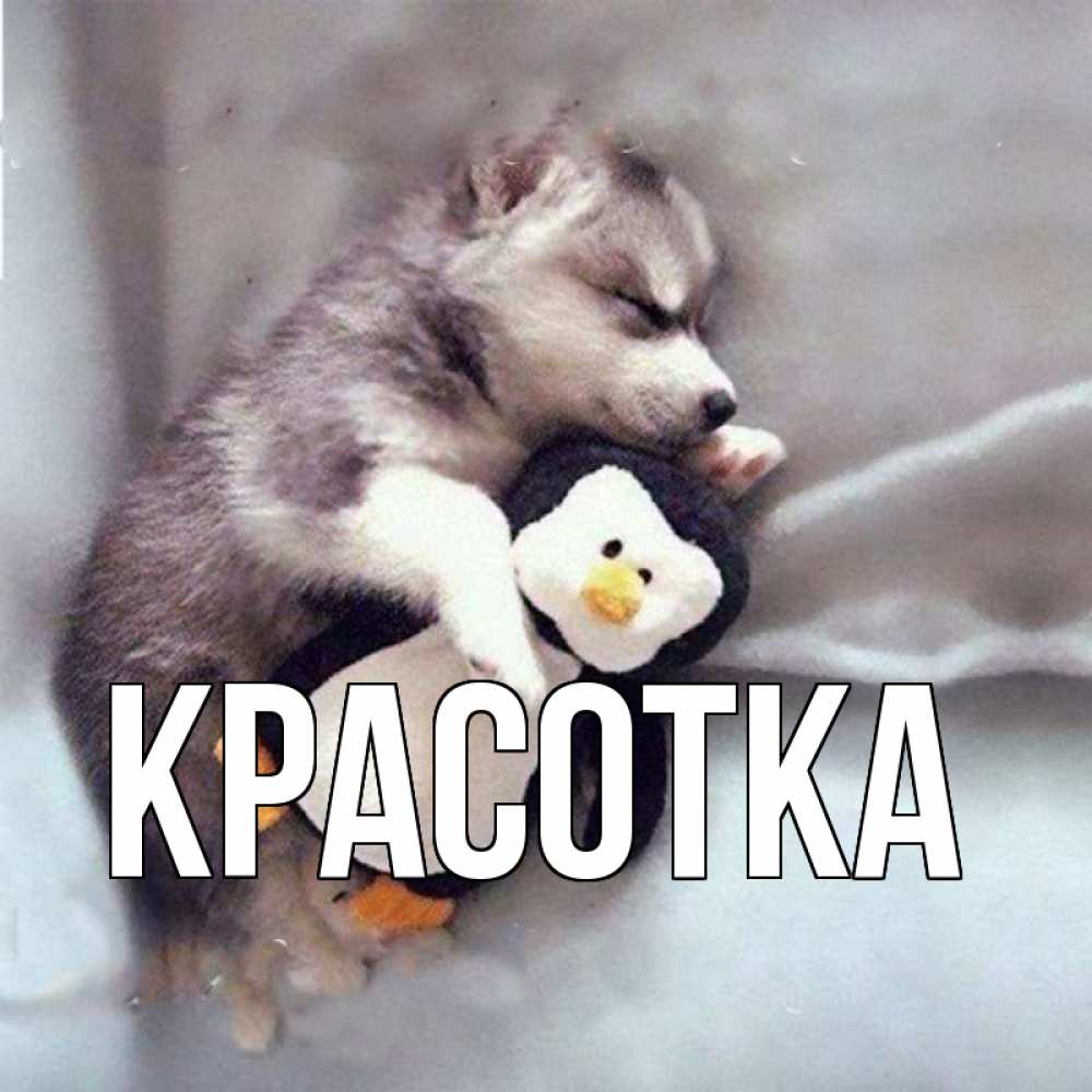 Открытка на каждый день с именем, красотка Главная обнимашки щенка и пингвина Прикольная открытка с пожеланием онлайн скачать бесплатно 