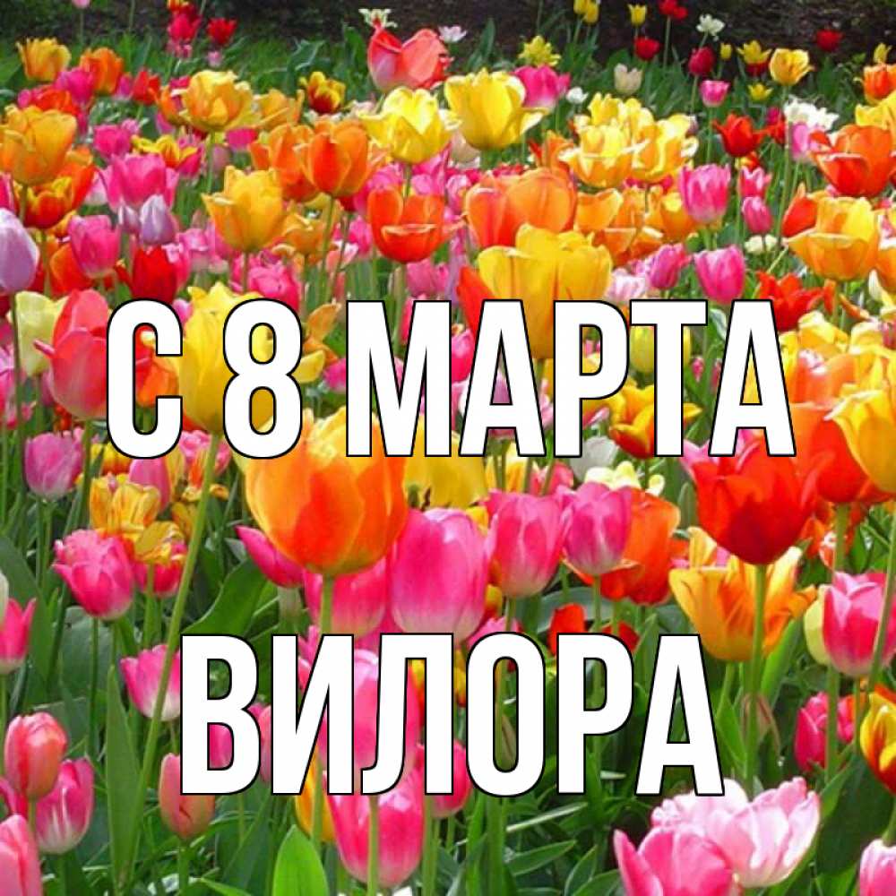 Открытка на каждый день с именем, Вилора С 8 марта на международный женский день Прикольная открытка с пожеланием онлайн скачать бесплатно 