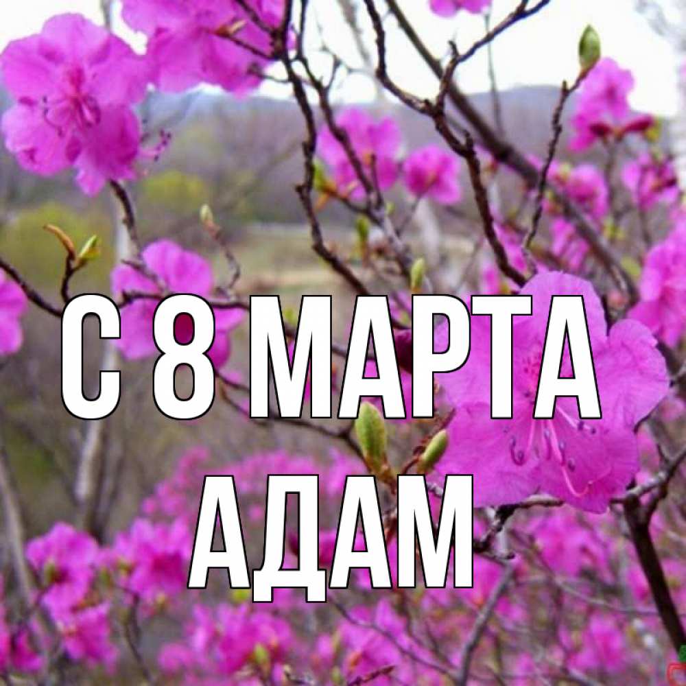 Открытка на каждый день с именем, Адам С 8 МАРТА международный женский день Прикольная открытка с пожеланием онлайн скачать бесплатно 