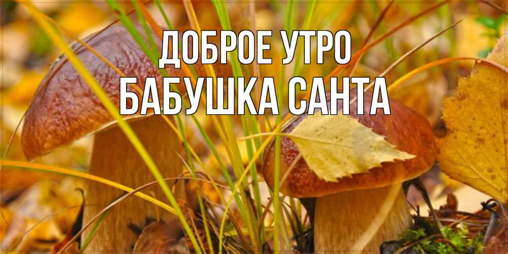 Открытка на каждый день с именем, Бабушка-Санта Доброе утро осенние грибы Прикольная открытка с пожеланием онлайн скачать бесплатно 