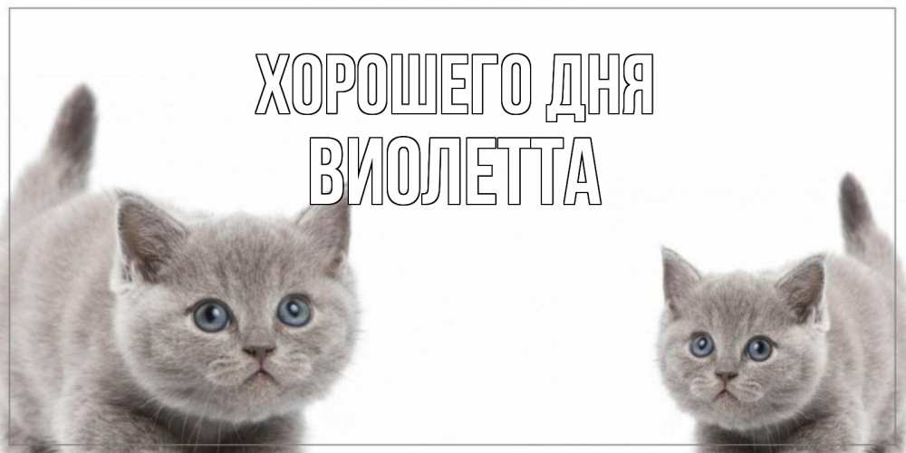 Открытка на каждый день с именем, Виолетта Хорошего дня открытка с котами Прикольная открытка с пожеланием онлайн скачать бесплатно 