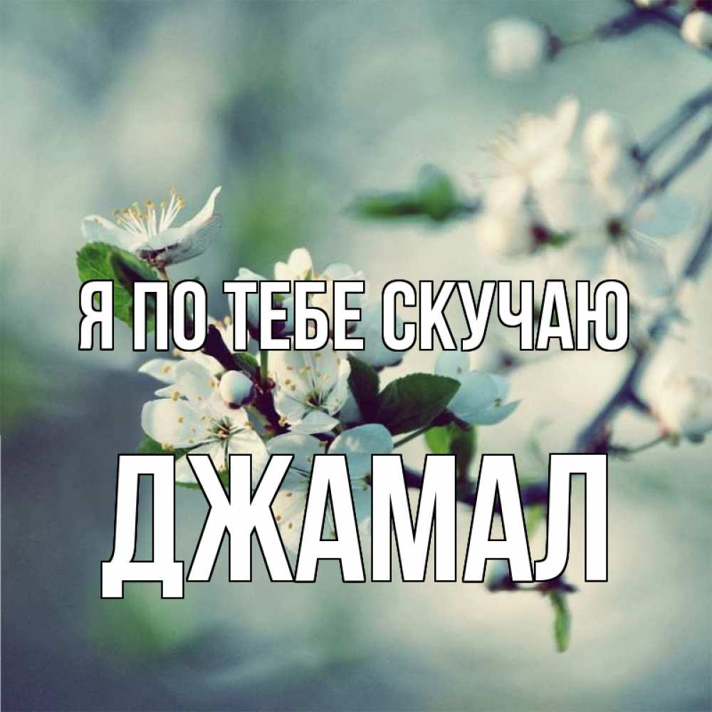 Открытка на каждый день с именем, Джамал Я по тебе скучаю весна Прикольная открытка с пожеланием онлайн скачать бесплатно 