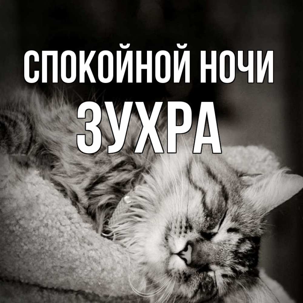 Открытка на каждый день с именем, Зухра Спокойной ночи котярик пушистый Прикольная открытка с пожеланием онлайн скачать бесплатно 