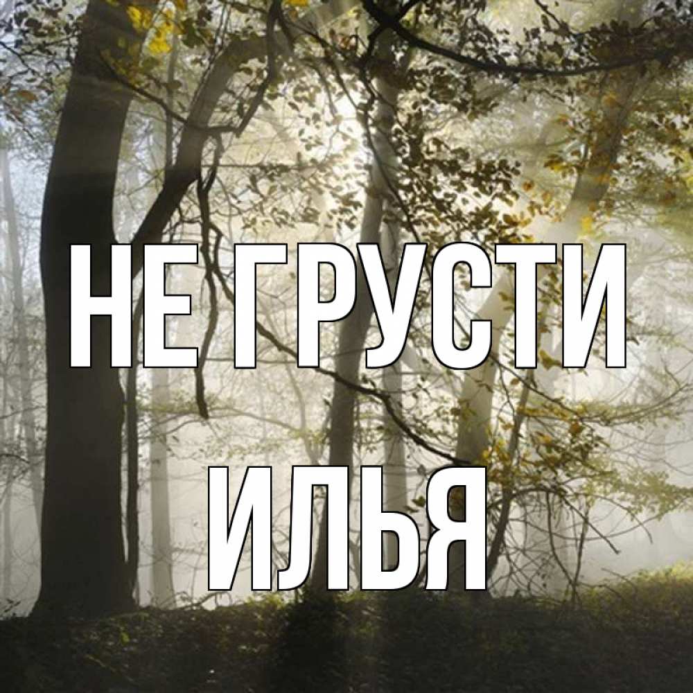 Открытка на каждый день с именем, Илья Не грусти лес и свет Прикольная открытка с пожеланием онлайн скачать бесплатно 