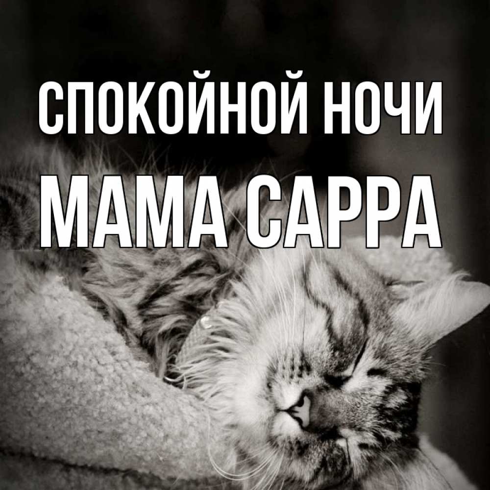 Открытка на каждый день с именем, Мама-Сарра Спокойной ночи котярик пушистый Прикольная открытка с пожеланием онлайн скачать бесплатно 