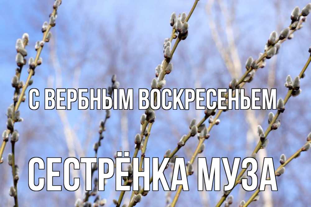 Открытка на каждый день с именем, Сестрёнка-Муза С вербным воскресеньем верба Прикольная открытка с пожеланием онлайн скачать бесплатно 