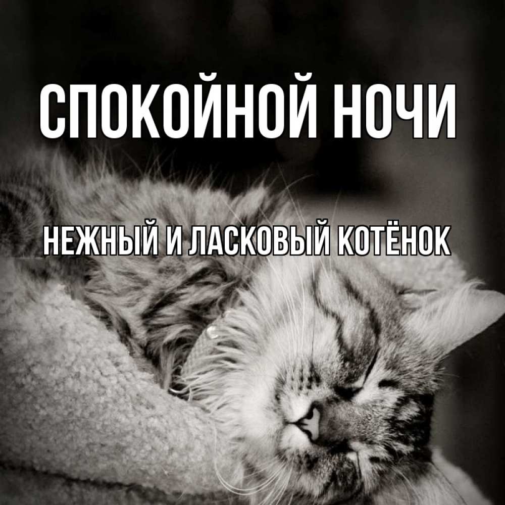 Мой ласковый котенок. Мой ласковый котенок