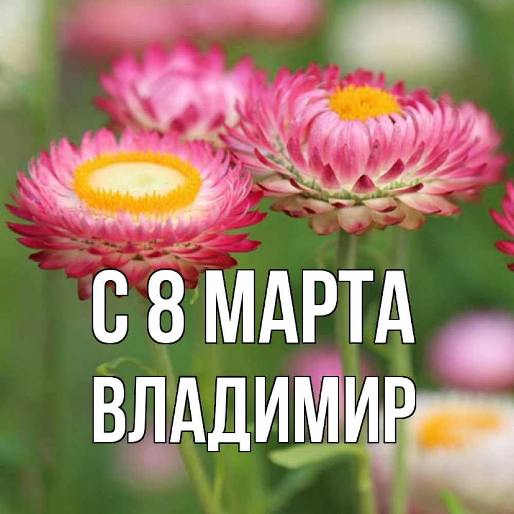 Открытка на каждый день с именем, Владимир С 8 МАРТА подарок на международный женский день Прикольная открытка с пожеланием онлайн скачать бесплатно 