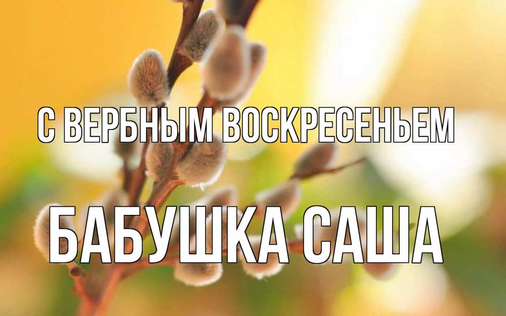 Открытка на каждый день с именем, Бабушка-Саша С вербным воскресеньем верба Прикольная открытка с пожеланием онлайн скачать бесплатно 