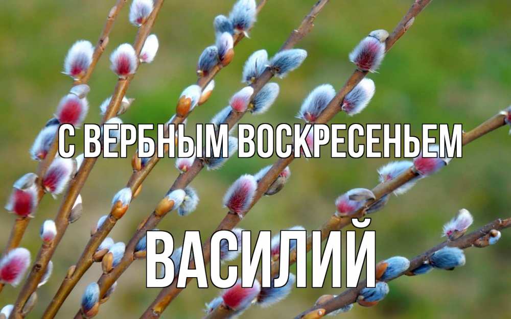 Открытка на каждый день с именем, Василий С вербным воскресеньем верба Прикольная открытка с пожеланием онлайн скачать бесплатно 