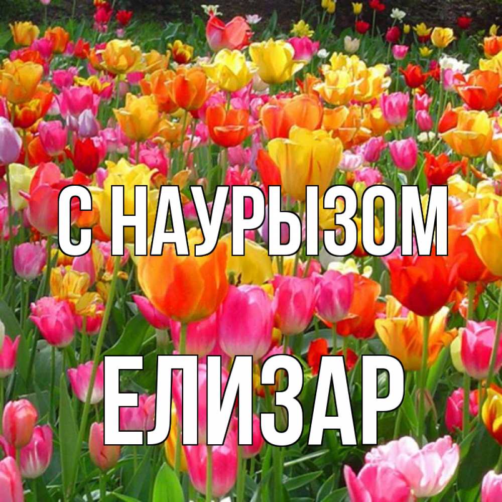 Открытка на каждый день с именем, Елизар С наурызом праздник весны наурыз 4 Прикольная открытка с пожеланием онлайн скачать бесплатно 