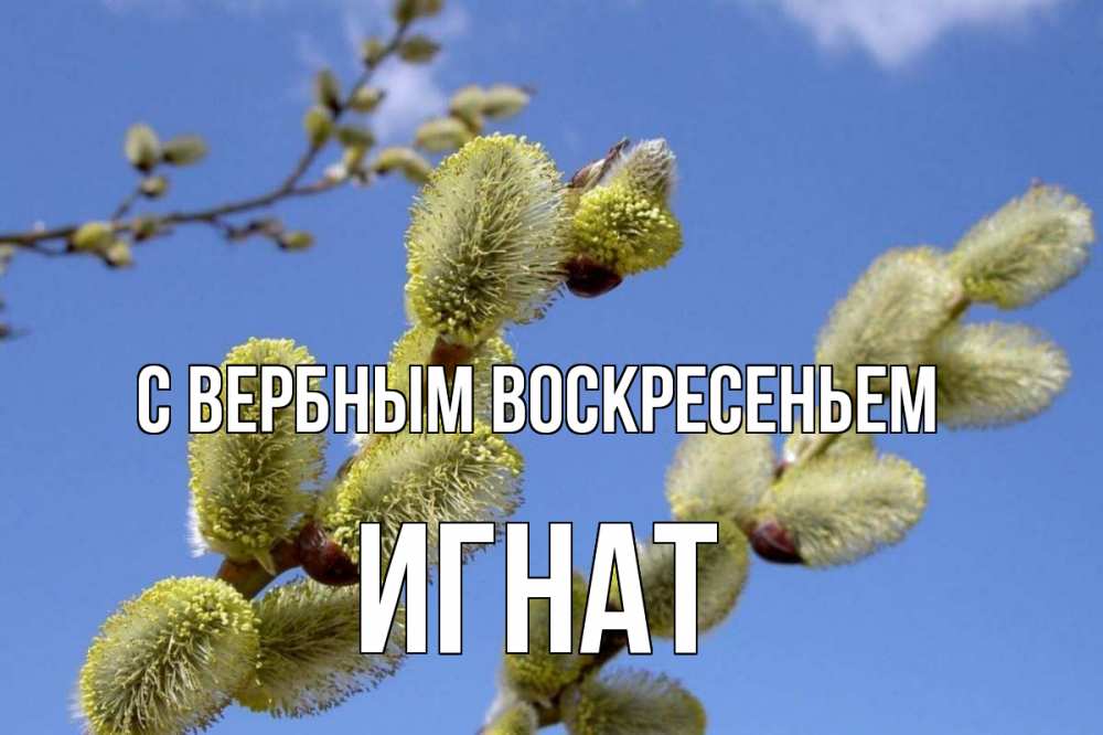 Открытка на каждый день с именем, Игнат С вербным воскресеньем верба Прикольная открытка с пожеланием онлайн скачать бесплатно 